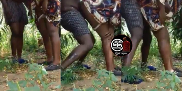 Watch this couple in bush spotted doing it on a broad daylight (Video)