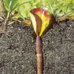 Earthworms pull leaves into the soil