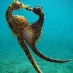 An underwater photographer captured the exact moment when a female seahorse transfers her eggs to the male, who will incubate them until they hatch.