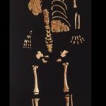 In December 1998, near the town of Lapedo, in Leiria, the skeleton of a 25,000-year-old child was discovered.