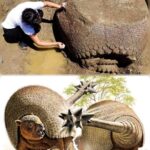 In 2021, Argentine farmer Juan de Dios Sota made a stunning discovery while tending his field near Rincón de Valle: four massive Glyptodon armored shells, buried for over 10,000 years.