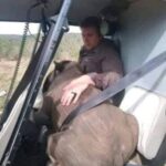 A pilot, a veterinarian and a ranger from Hluhluwe-iMfolozi Park took to the skies on Sunday morning to search for buffalo as part of a disease check operation (more information on this coming soon).