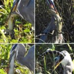 Great Blue Herons have quite the appetite and will eat a variety of prey, including fish, shrimp, crabs, and even small mammals like rodents.