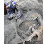 Evidence of early human presence in the Arctic found on an ancient Woolly Mammoth :