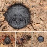 Cyclocosmia (Trapdoor Spider)Also known as The Chinese Hourglass Spider, cyclocosmia latusicosta, are a type of trapdoor spider.