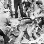 In 1977, a miner’s bulldozer unearthed an extraordinary find in the Siberian permafrost—the well-preserved carcass of a baby mammoth.