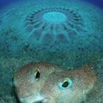 One of the underwater mysteries that once puzzled experts was the discovery of strange drawings in the sand with almost perfect circular patterns found on the seabed off Japan.