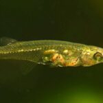 This Small Fish is Louder Than an Airplane Taking Off: