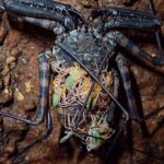 Tanzanian Whipped Scorpion with babies on board – Damon variegatus, the body of the Tanzanian Whip Scorpion is flat and spider-like with six segmented walking legs, two long front legs and without a tail. The coloration varies from polka dot brown, black or cream.