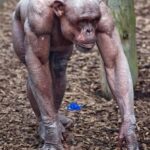 A Chimpanzee who suffers from alopecia shows how muscular these primates actually are underneath their usual coat of hair.