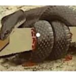 This snake crawled over a sharp saw and was left bleeding by its cut. In anger, the snake wrapped the Saw with its thick body and proceeded to squeeze the life out of the Saw. 