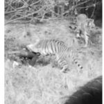 A PAINFUL HISTORY OF HOW A TOURIST WAS K!L.LED BY THREE TIGERS IN FRONT OF HIS WIFE AND CHILD.