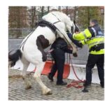  Horse Attempted To Rape A Police Officer(pic)