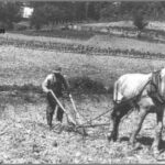 The photograph from Monroe County, Tennessee, in 1946 captures a moment of agricultural life in the rural South, showcasing Ben Ellis as he plows a cornfield with a mule along Coker Creek.