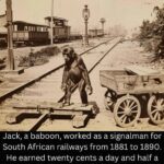 Jack, a baboon, was employed by the South African railways from 1881 to 1890 as a signalman.