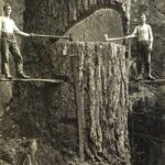 In 1915, a powerful photograph from the Historic Photo Archive captured two lumberjacks standing alongside a massive tree in the Pacific Northwest.