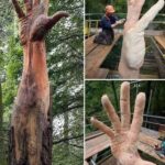 The tallest tree in Wales, a majestic Douglas Fir, stood proudly at Lake Vyrnwy until it was severely damaged by a storm.