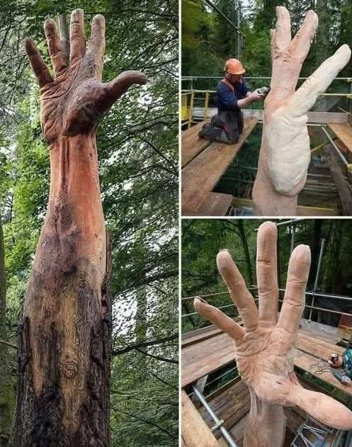 The tallest tree in Wales, a majestic Douglas Fir, stood proudly at Lake Vyrnwy until it was severely damaged by a storm.