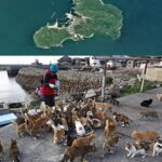 Did you know about Japan “Cat Island,” officially known as Aoshima?