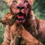 South African photographer Mark Dumbleton captured a heartbreaking and heroic moment…