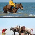 Shrimp Fishing on Horseback for 700 Years