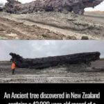 An Ancient tree discovered in New Zealand contains a 42,000-year-old record of a reversal of Earth’s magnetic field.