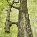 ‘The thinner tree was cut years ago and the big one has been holding and feeding it since then.