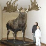 The Irish Elk, also called the Giant Deer, was the biggest deer species to ever live.